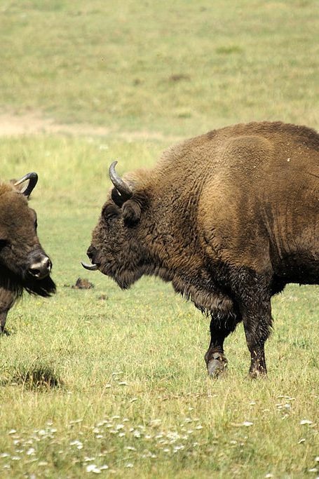 bison europe