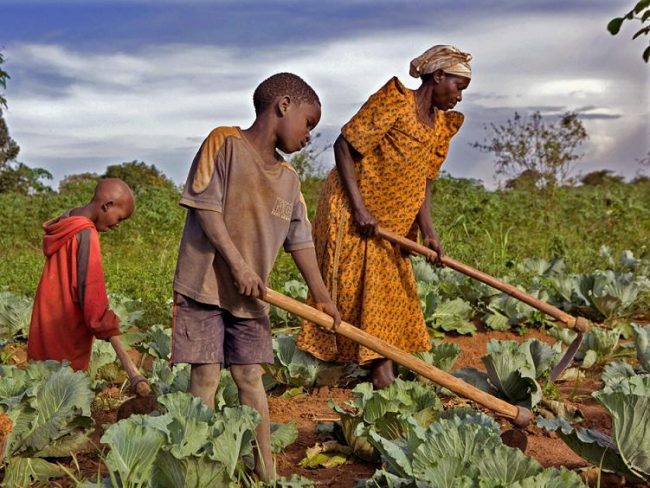 accaparement terres agricoles