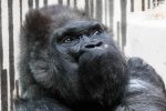 extinction grands singes
