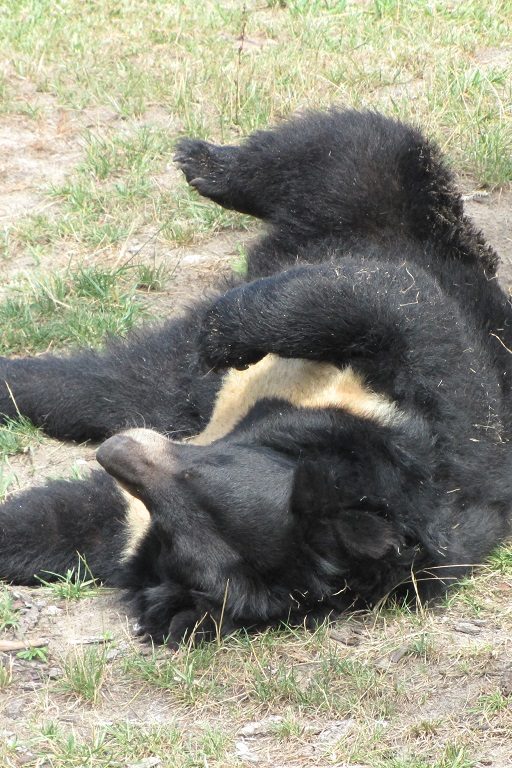 ours noir d'asie