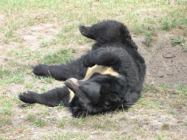 ours noir d'asie