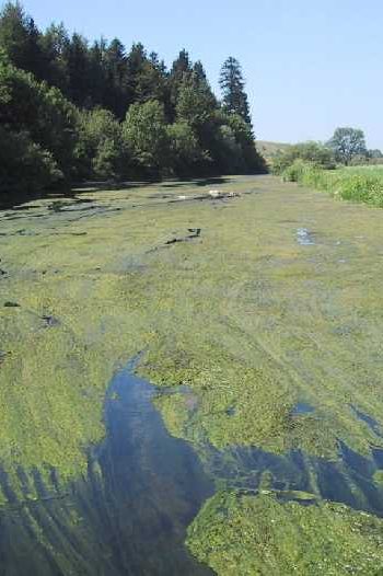 L'eutrophisation consiste en une prolifération anarchique d'algues.
