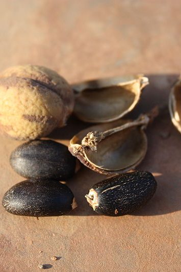 Fruits de jatropha curcas à la base d'agrocarburants polémiques. © Marco Schmidt