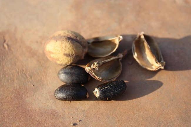 Fruits de jatropha curcas à la base d'agrocarburants polémiques. © Marco Schmidt