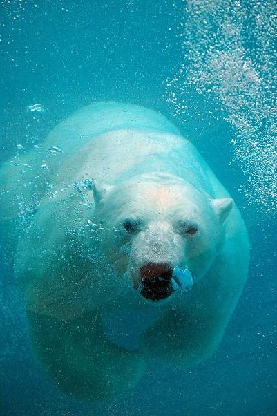 L'ours a de tout temps été chassé pour sa fourrure qui fournit vêtements et couvertures à certaines populations