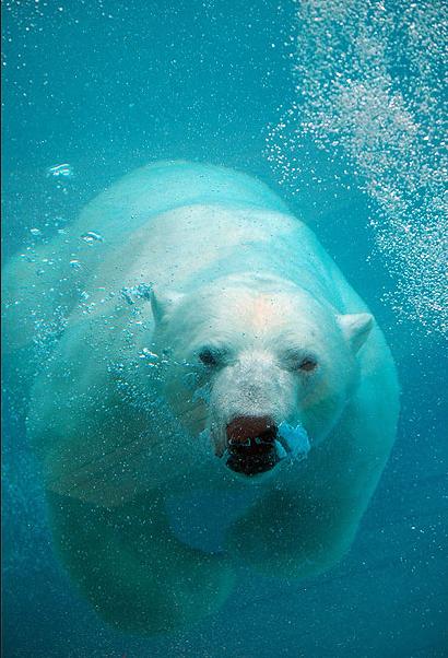 L'ours a de tout temps été chassé pour sa fourrure qui fournit vêtements et couvertures à certaines populations