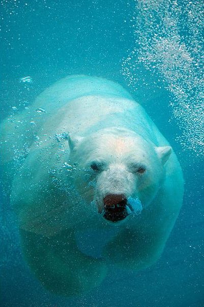 L'ours polaire est devenu un symbole de la lutte pour la préservation de la biodiversité
