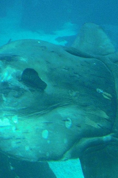 Poisson lune à l'aquartium de Lisbonne. © Natura Sciences