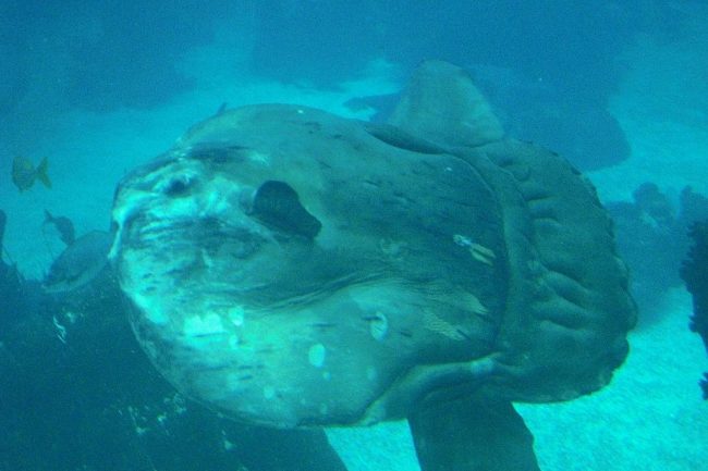 Poisson lune à l'aquartium de Lisbonne. © Natura Sciences