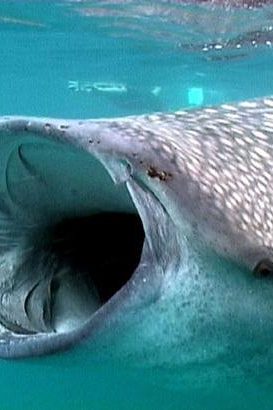 Le requin baleine surnommé requin-tofu à Taïwan y est devenu l’un des plats les plus recherchés © Werner Mischler