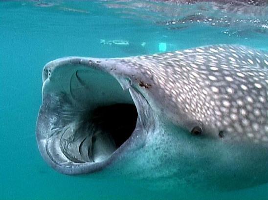 Le requin baleine surnommé requin-tofu à Taïwan y est devenu l’un des plats les plus recherchés © Werner Mischler