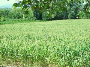 agriculture-haute-valeur_environnementale2 agriculture à haute valeur environnementale