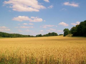 agriculture-raisonnee agriculture raisonnée
