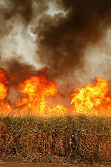 Brûlage dans des champs de canne à sucre créant une pollution atmosphérique importante.© Remi Jouan
