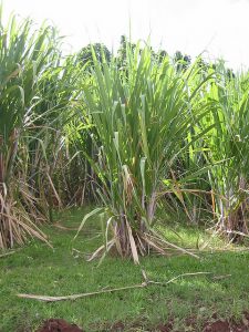 canne-a-sucre Un tiers de la plante sert à produire l’éthanol. La bagasse constitue un autre tiers et la paille le dernier tiers. © Jean-Michel Bernard