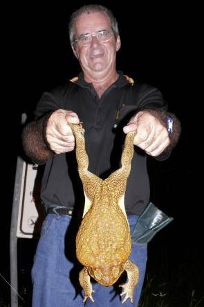 Les crapauds buffles constituent un véritable fléau en Australie.