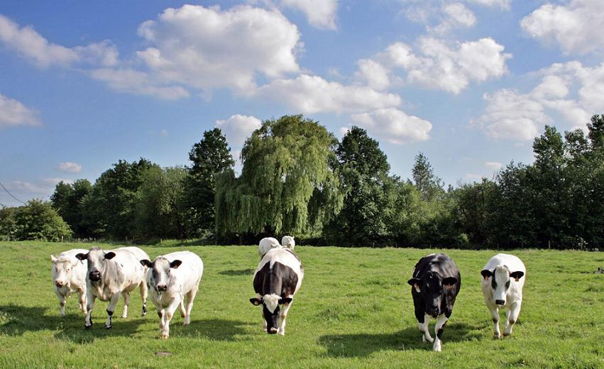 impacts-environnementaux-elevage En France, l'élevage réquisitionne les deux tiers des terres agricoles, que ce soit en pâturages ou en cultures de plantes pour l’alimentation des animaux.