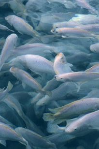 La densité en aquaculture conventionnelle conduit à différents impacts environnementaux
