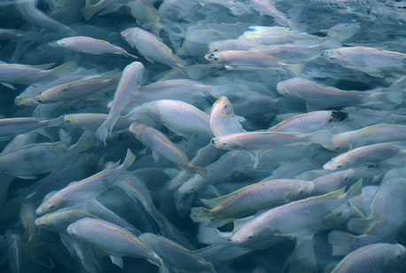 La densité en aquaculture conventionnelle conduit à différents impacts environnementaux