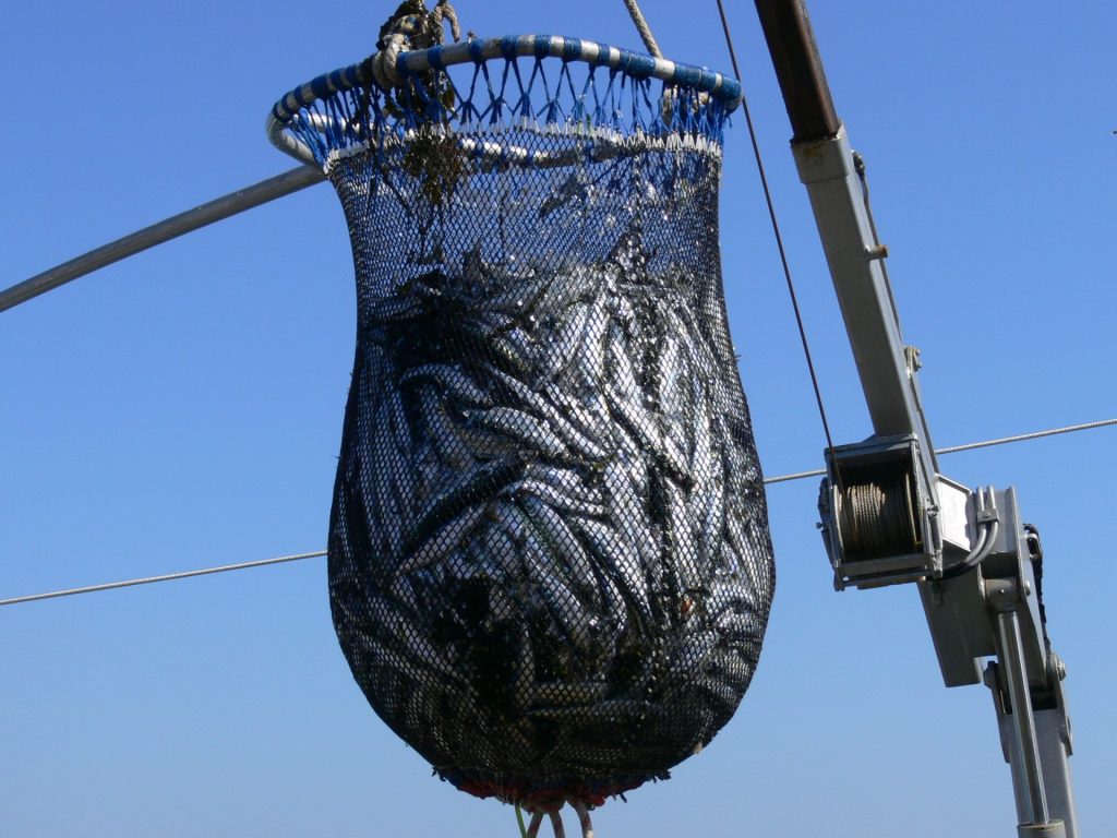 peche-durable pêche durable