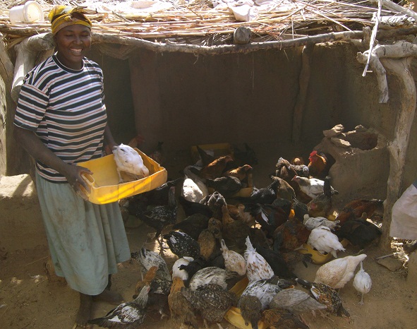 femme donne à manger à des poules au Burkina