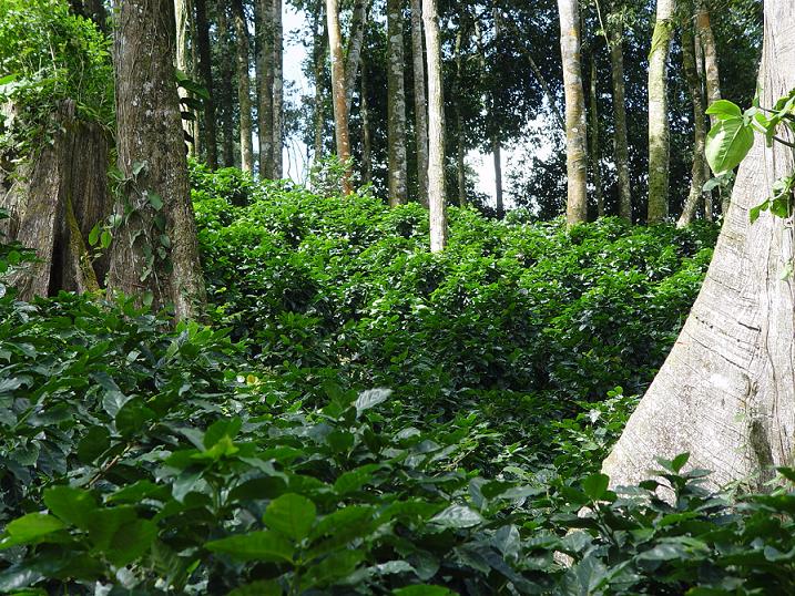 cafe-rainforest-alliance