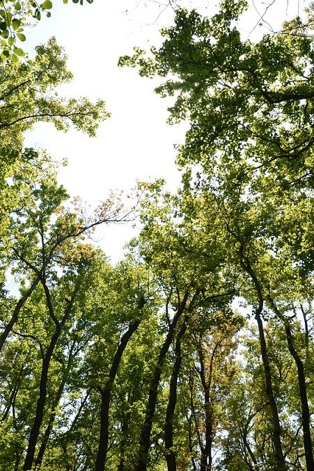 oxygène forêts respiration