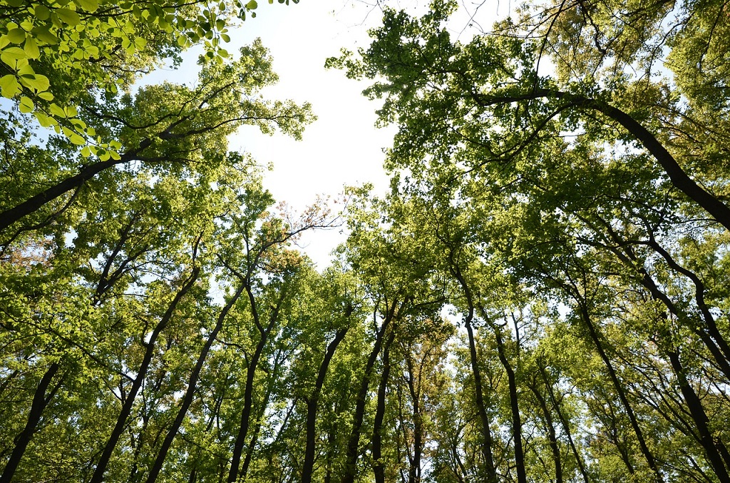 oxygène forêts respiration