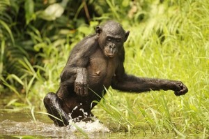 Awely-Bonobo-debout