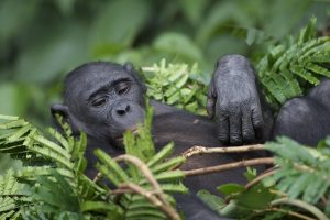 Awely-Bonobo-repos