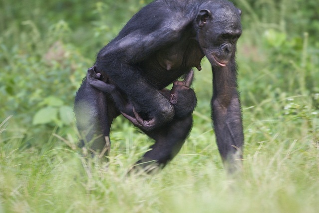 Awely-Bonobo