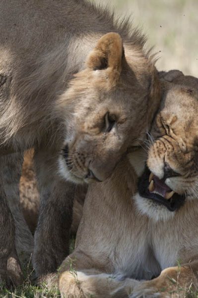 Moment de détente dans un groupe de lionnes