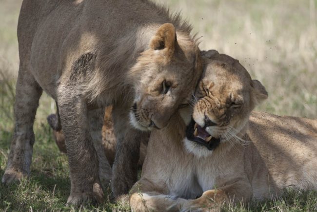 Moment de détente dans un groupe de lionnes