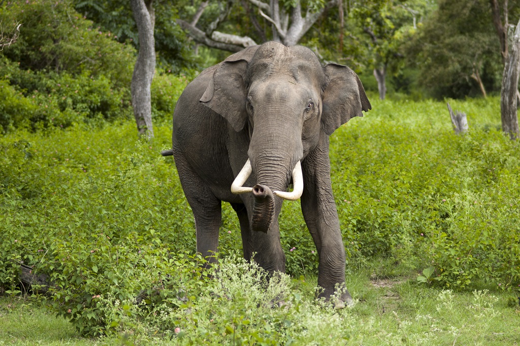 elephant ivoire congo