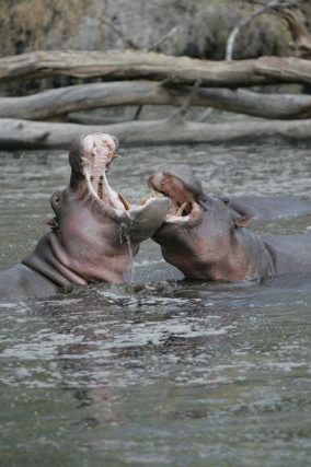 2 hippopotames combattent