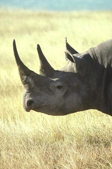 rhinocéros noir