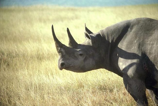 rhinocéros noir