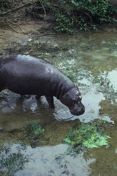 hippopotame pygmee