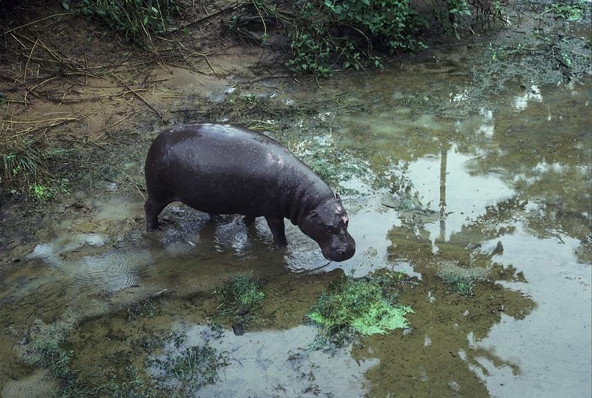 hippopotame pygmee