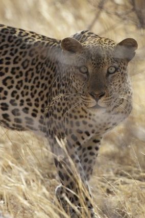 leopard panthère