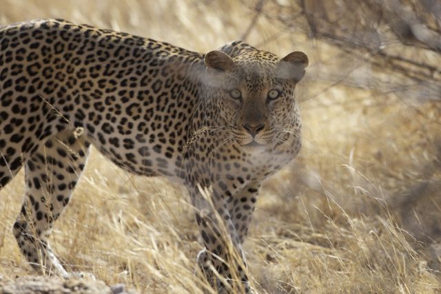 leopard panthère