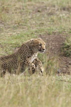 guépard