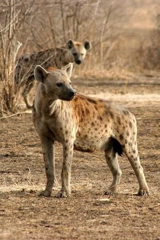 hyène tachetée