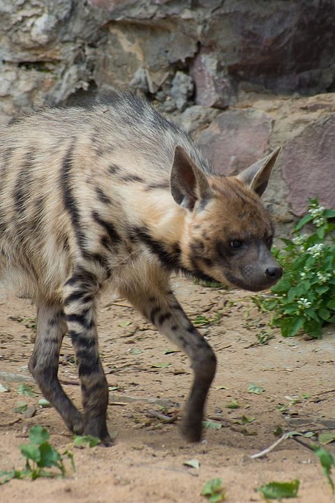 hyene rayee