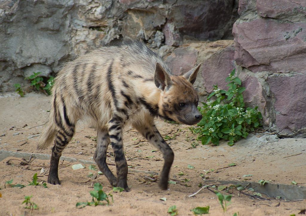 hyene rayee