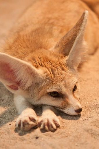 fennec