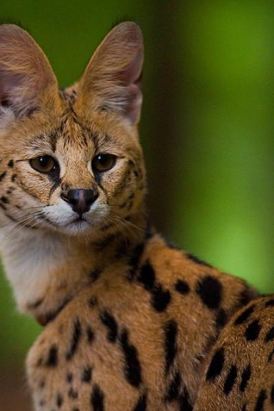 le serval