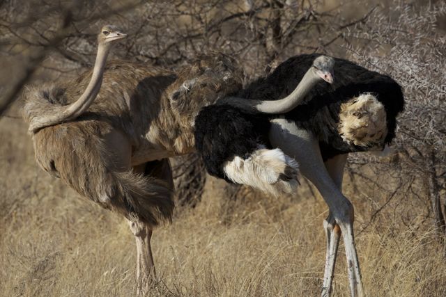 autruche d'afrique