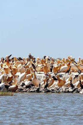 les pélicans