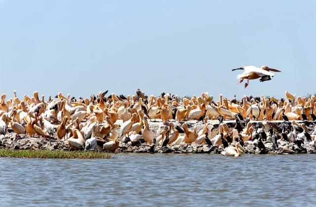 les pélicans